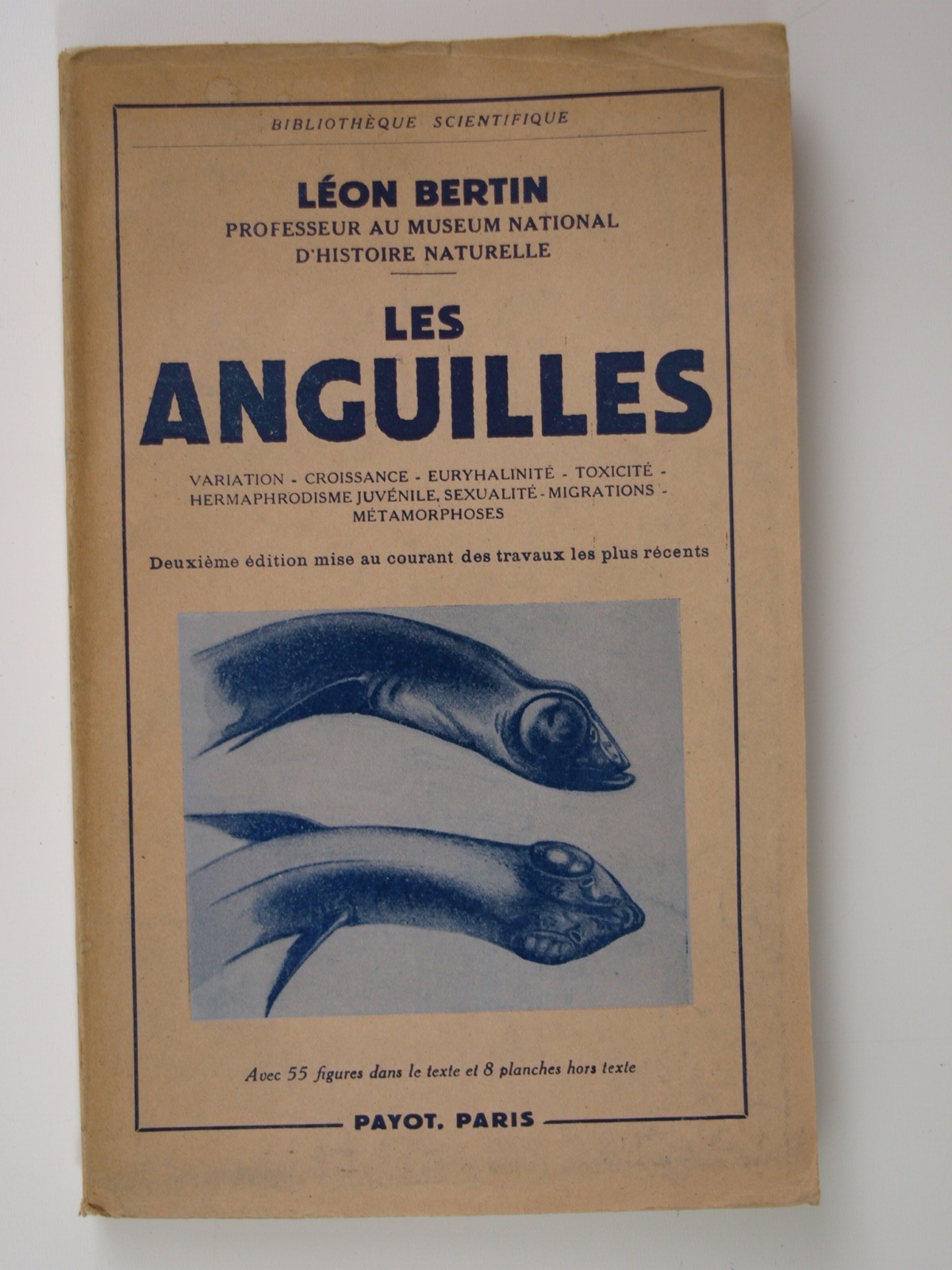 Bertin Léon : Les Anguilles